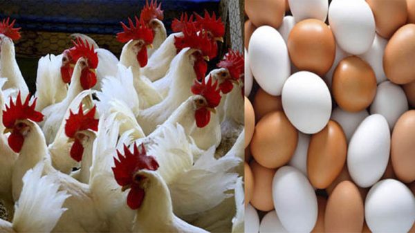 পহেলা মে থেকে সারা দেশে ডিম ও মুরগির খামার বন্ধ রাখার ঘোষণা